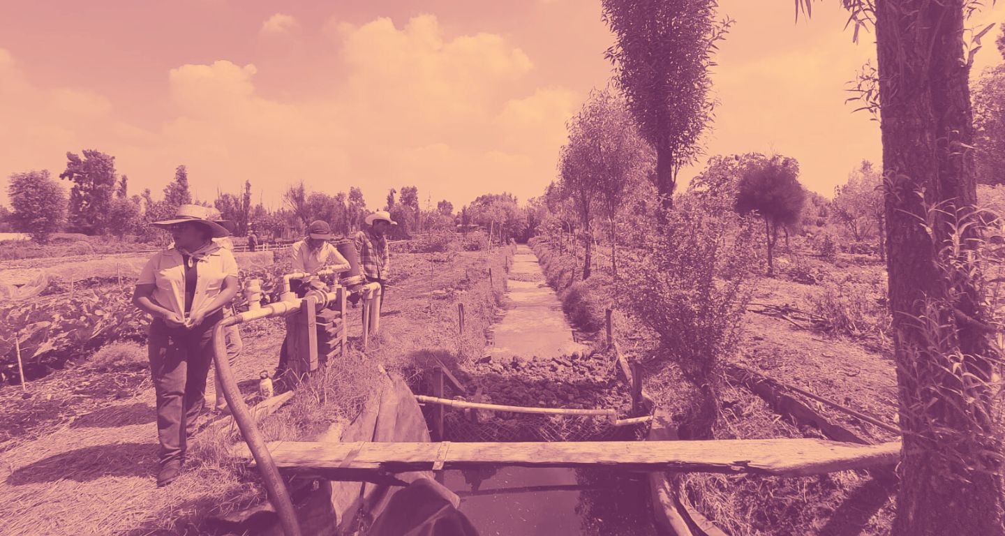 Escuela Campesina, una iniciativa que busca recuperar las chinampas abandonadas de Xochimilco