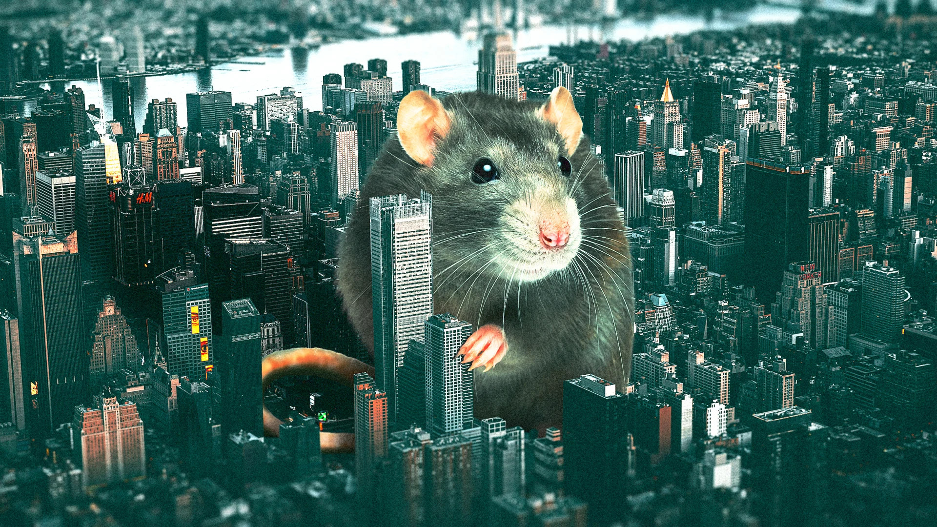 La ciudad de Nueva York nunca ganará la guerra contra las ratas —ahora opta por una tregua